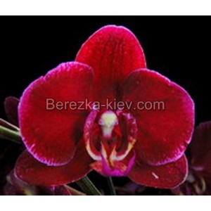 Орхидея 1 ветка (minho-passion)